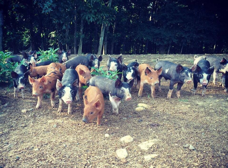 cropped-baby-pigs-1.jpg