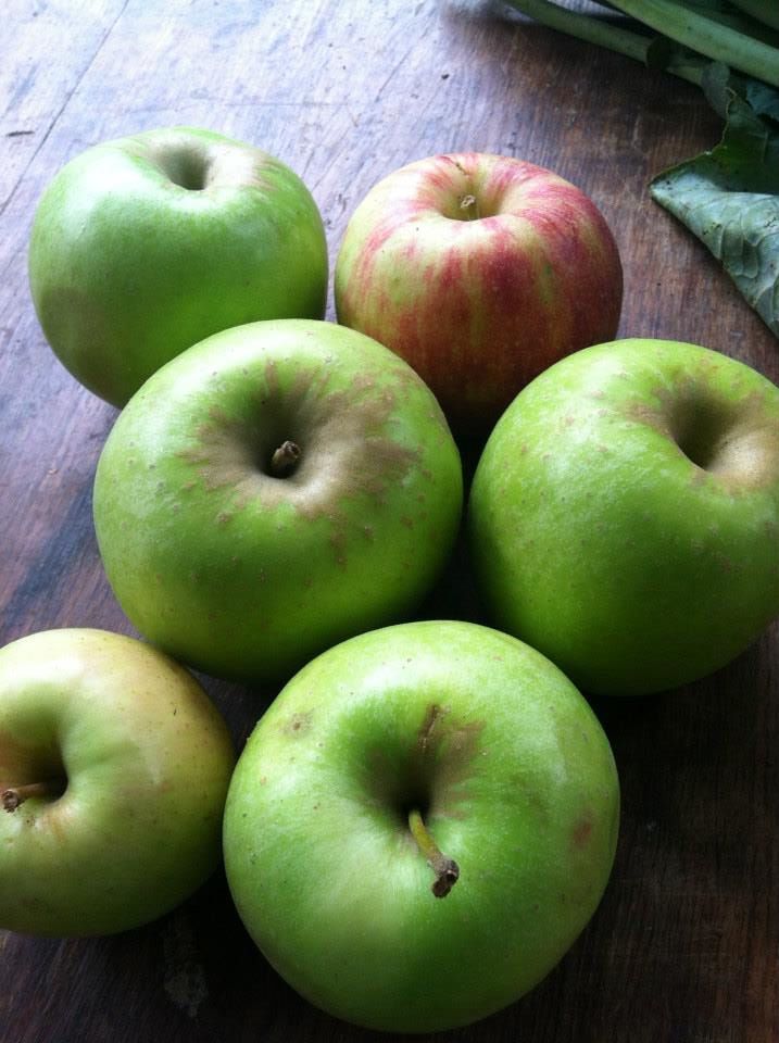 Apples