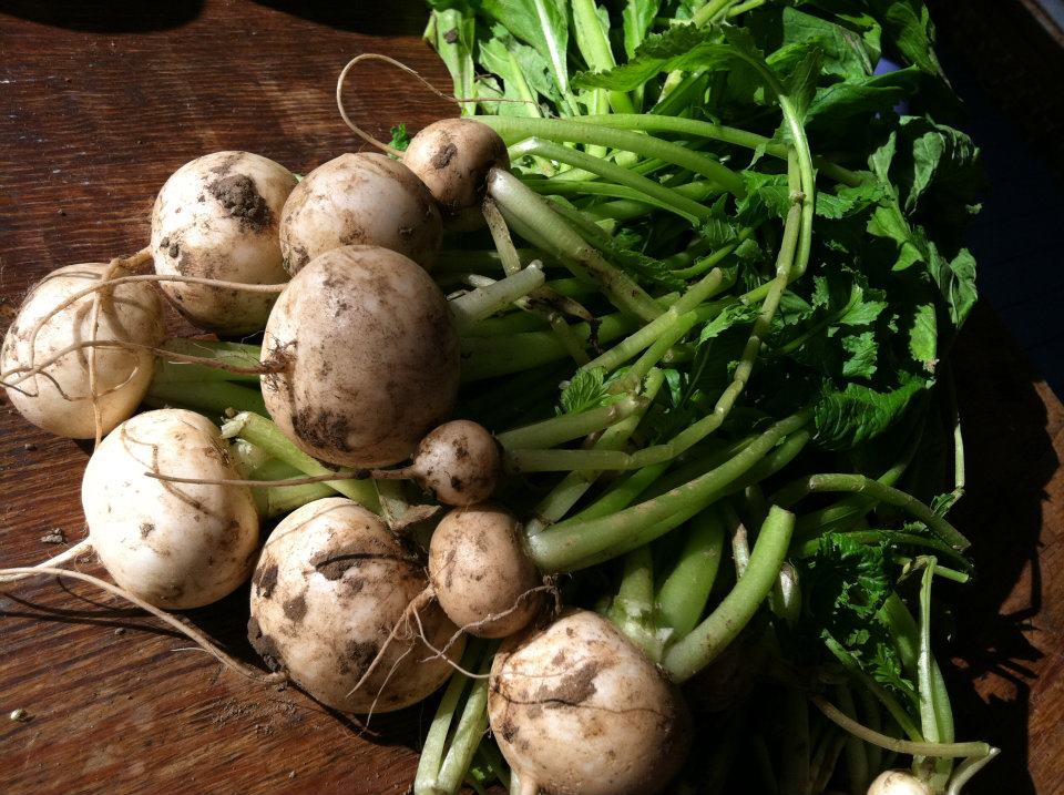 Turnips